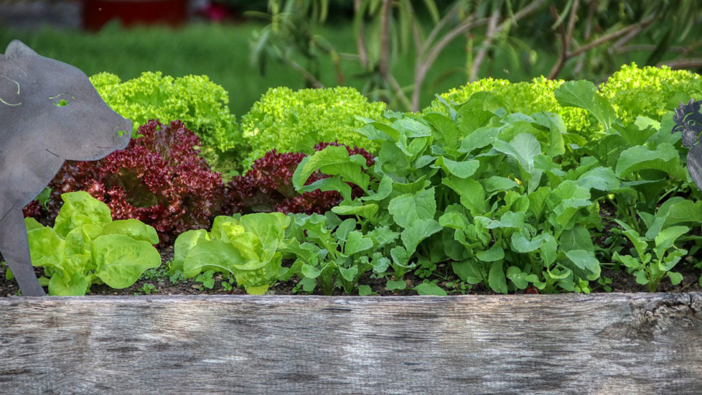 Raised Beds